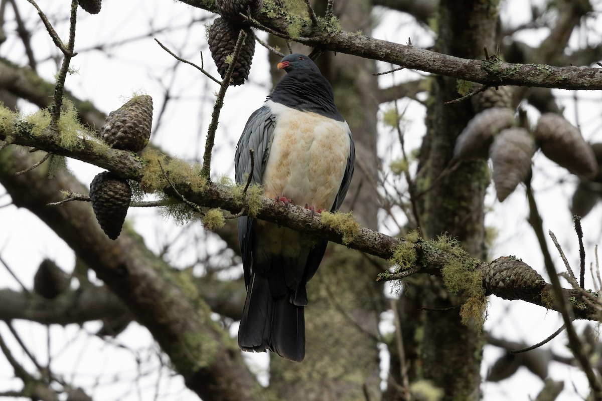 Chatham Island Pigeon - ML615530364