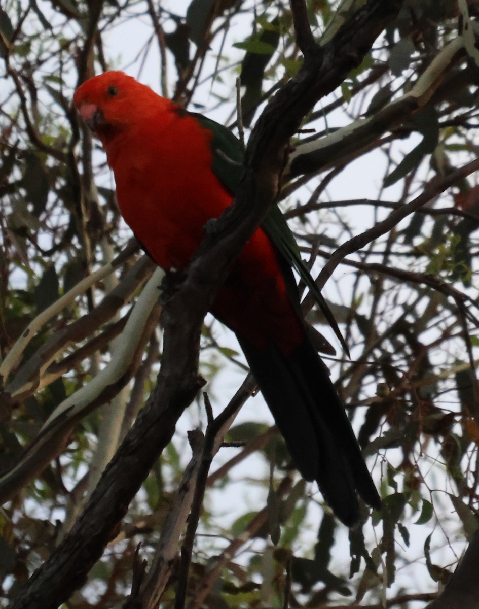 Australian King-Parrot - John Brown