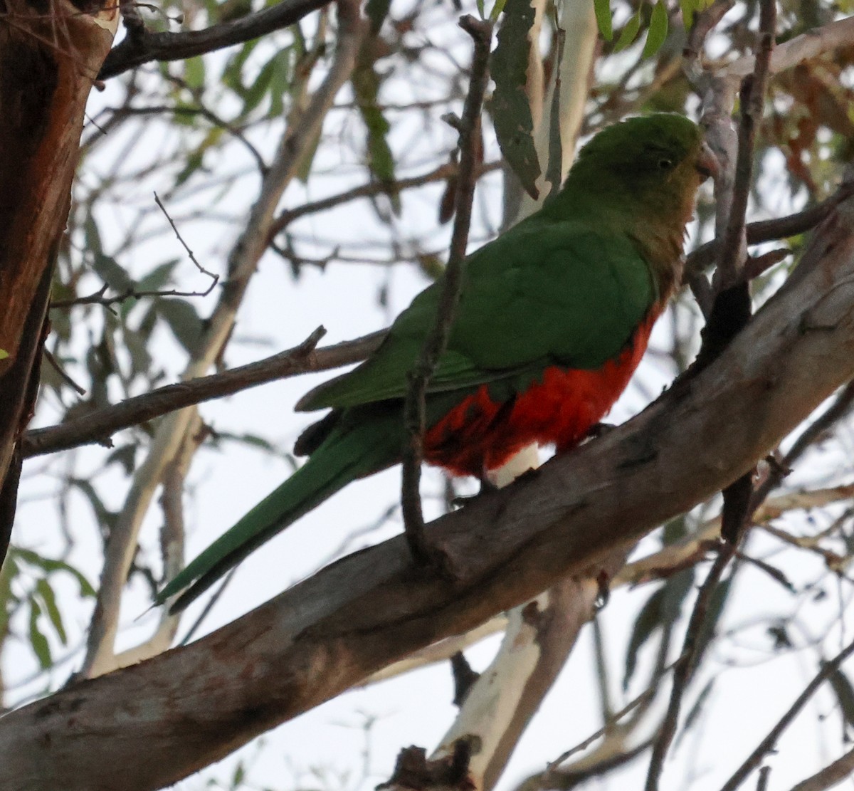 Australian King-Parrot - ML615530378