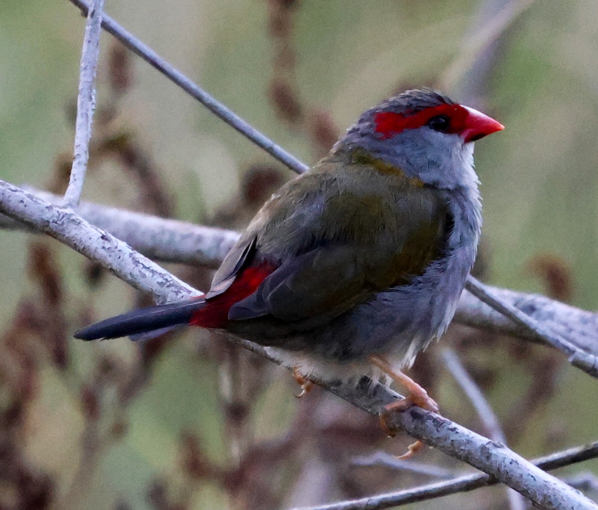 Red-browed Firetail - ML615530392