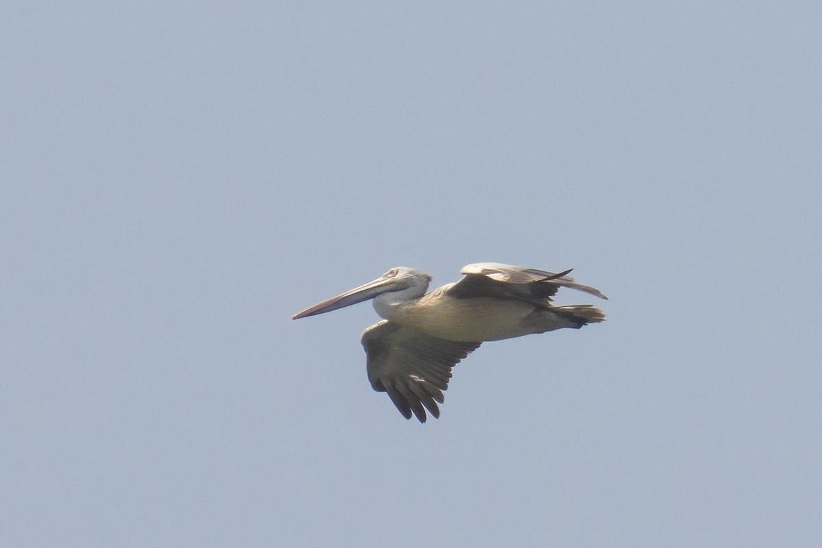 Spot-billed Pelican - Kalpesh Krishna