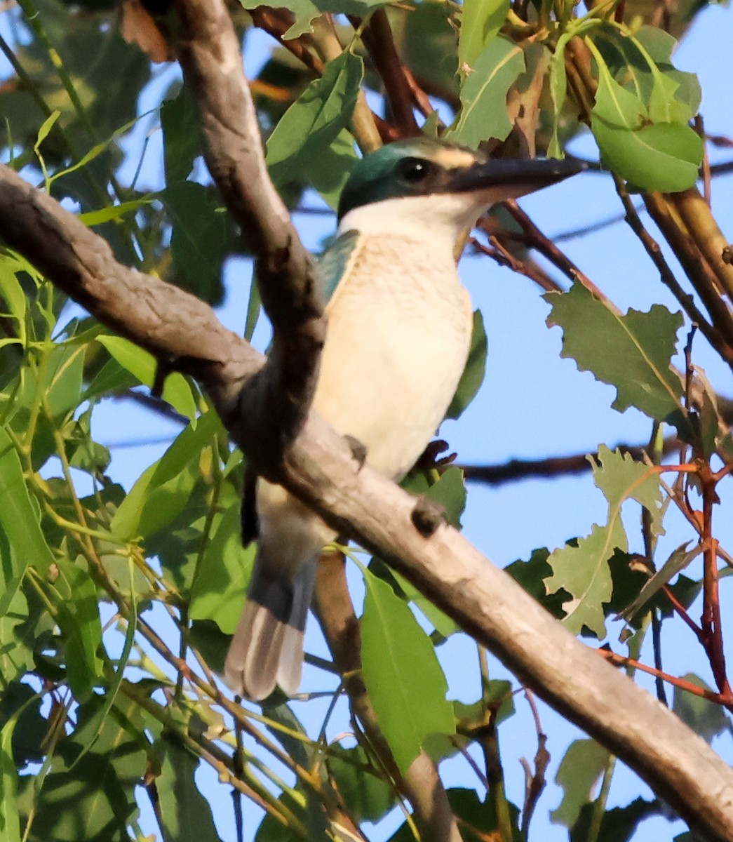 Sacred Kingfisher (Australasian) - ML615530399