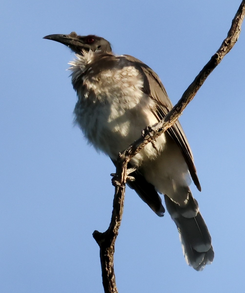 Noisy Friarbird - ML615530416