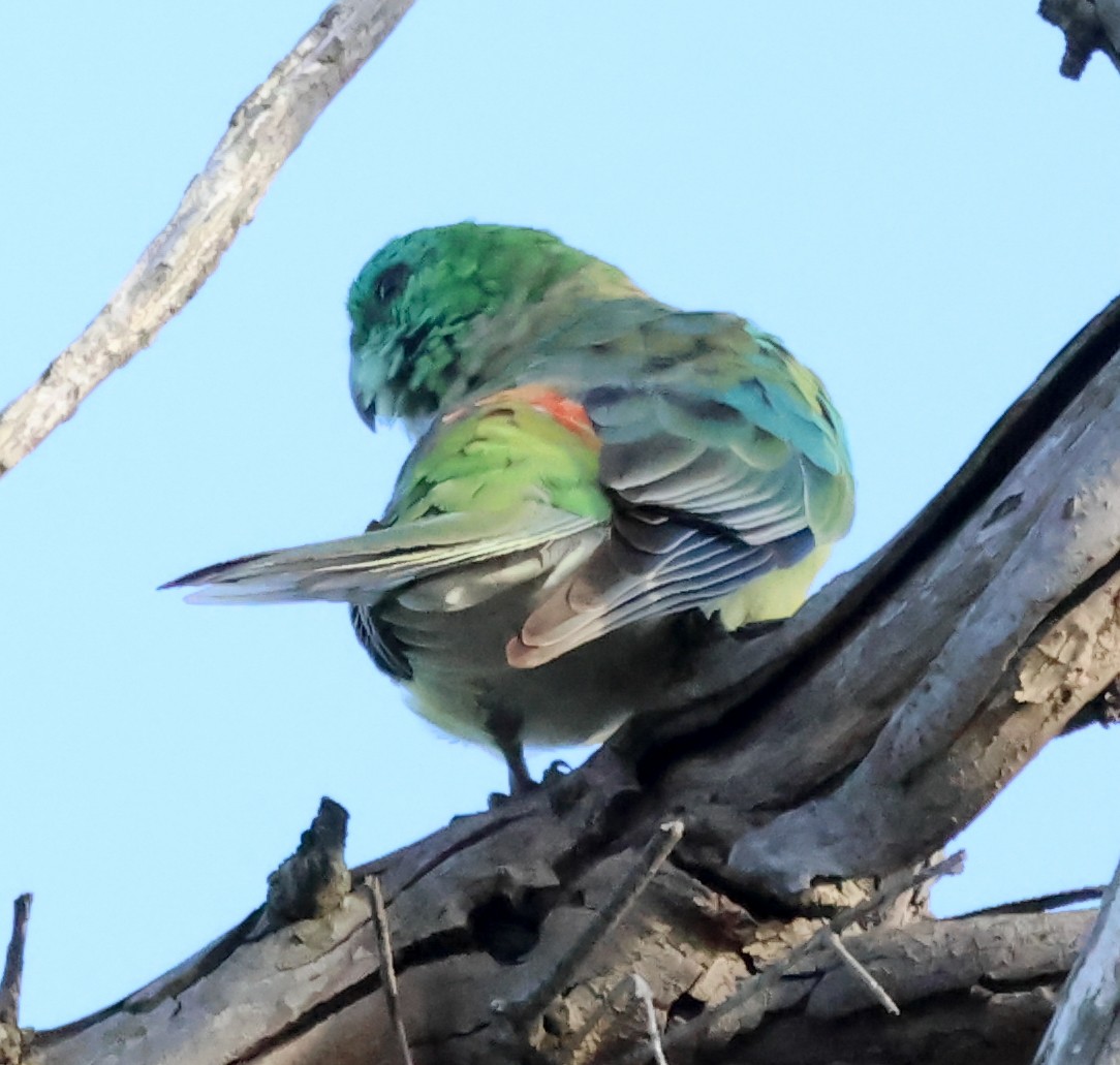 Red-rumped Parrot - ML615530425
