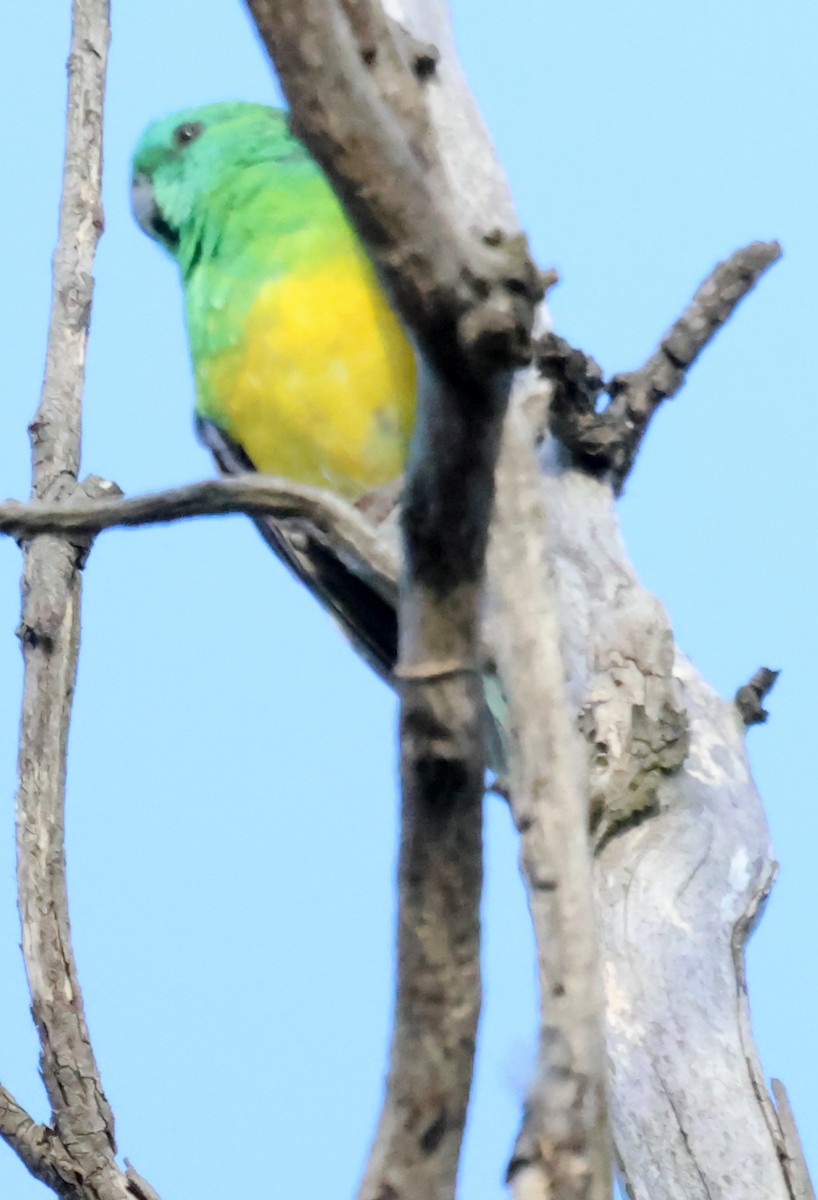 Red-rumped Parrot - ML615530426