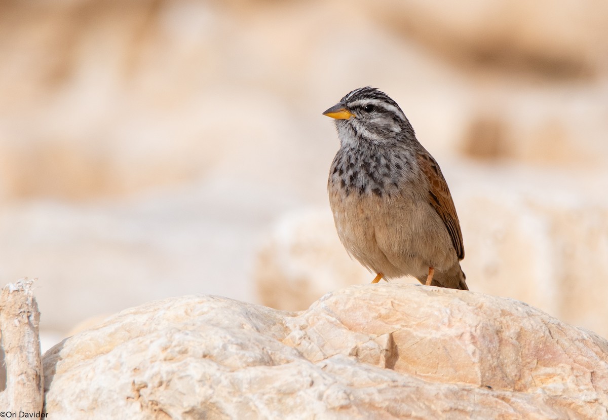 Striolated Bunting - ML615530513