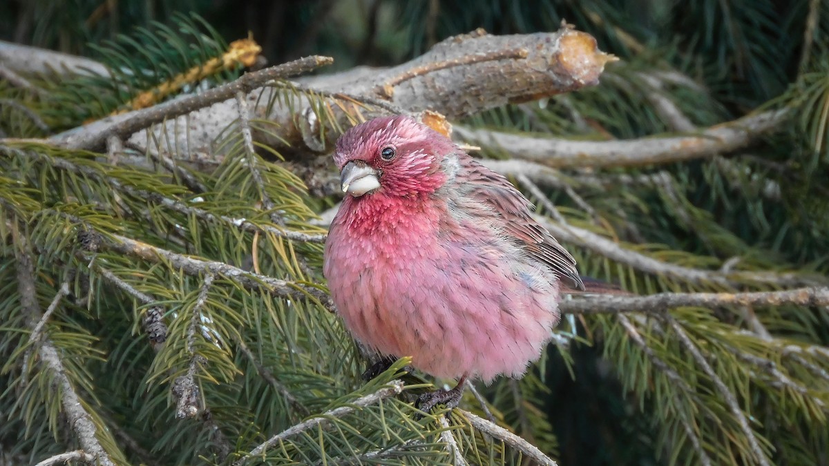 Red-mantled Rosefinch - ML615530634