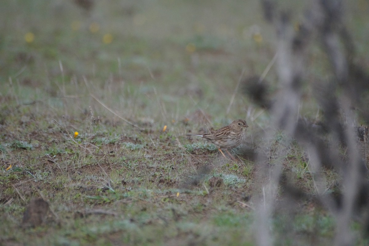 Band-tailed Sierra Finch - Eduardo Quintanilla
