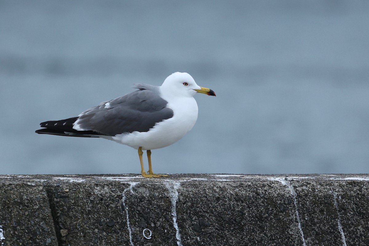 Black-tailed Gull - Chris Wiley