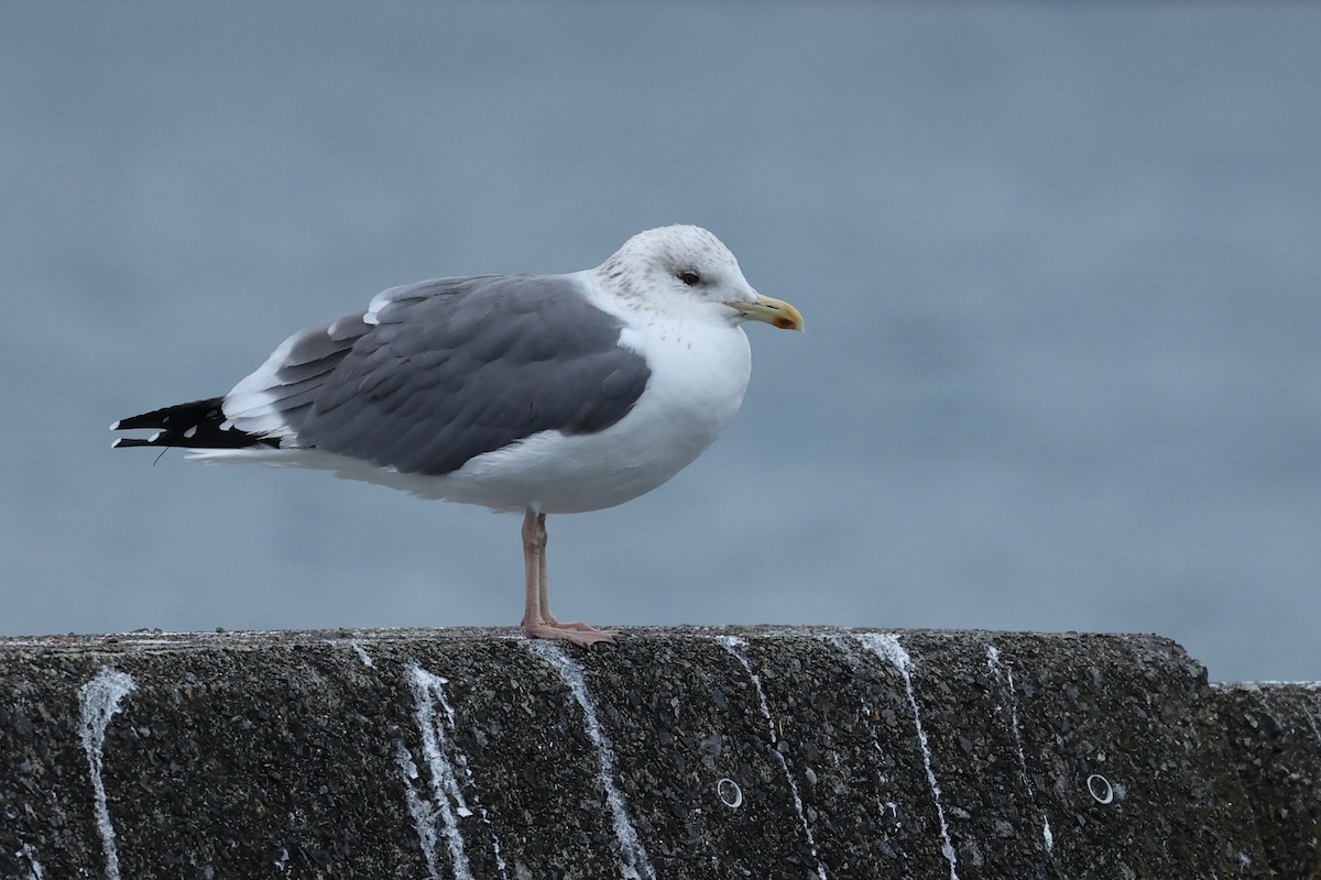 Lesser Black-backed Gull (taimyrensis) - Chris Wiley