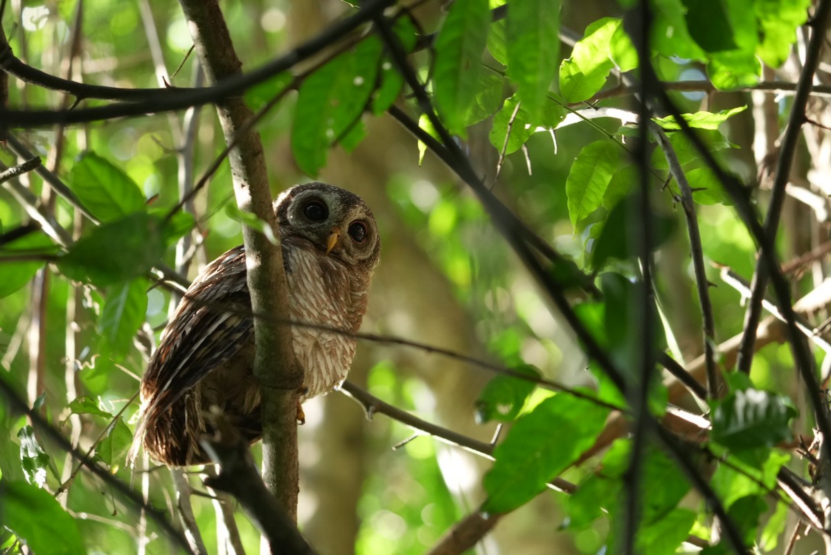African Wood-Owl - ML615530977