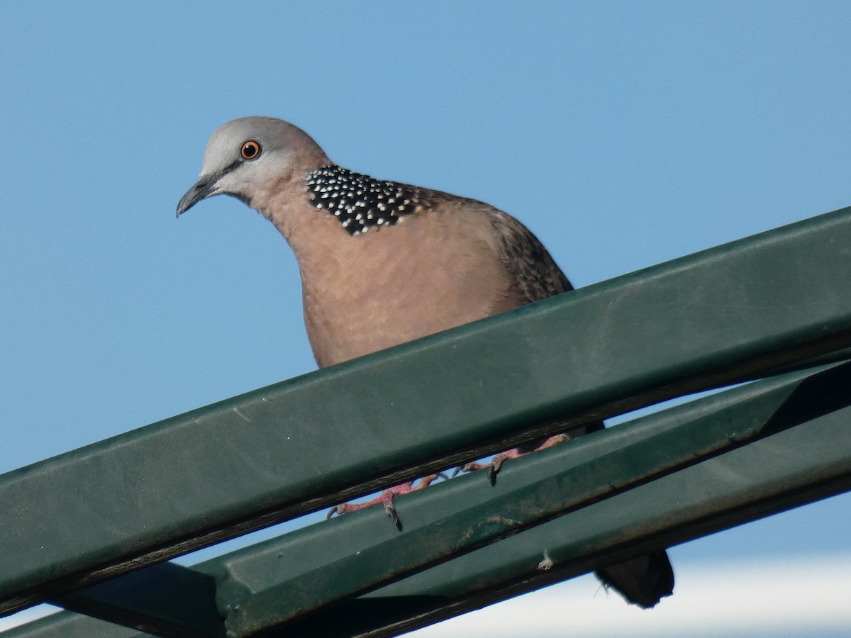 Spotted Dove - ML615531004