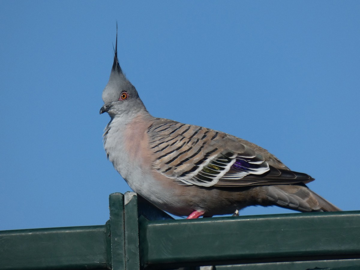 Crested Pigeon - ML615531008