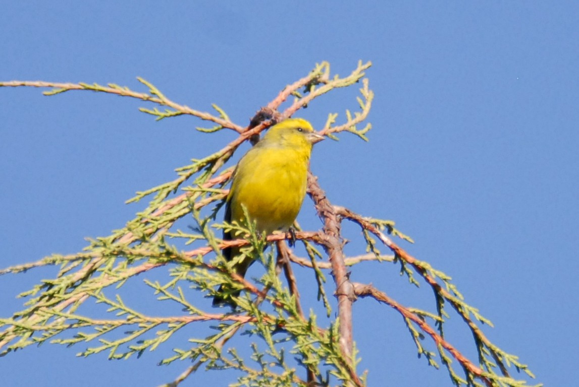 Yellow-crowned Canary - ML615531124