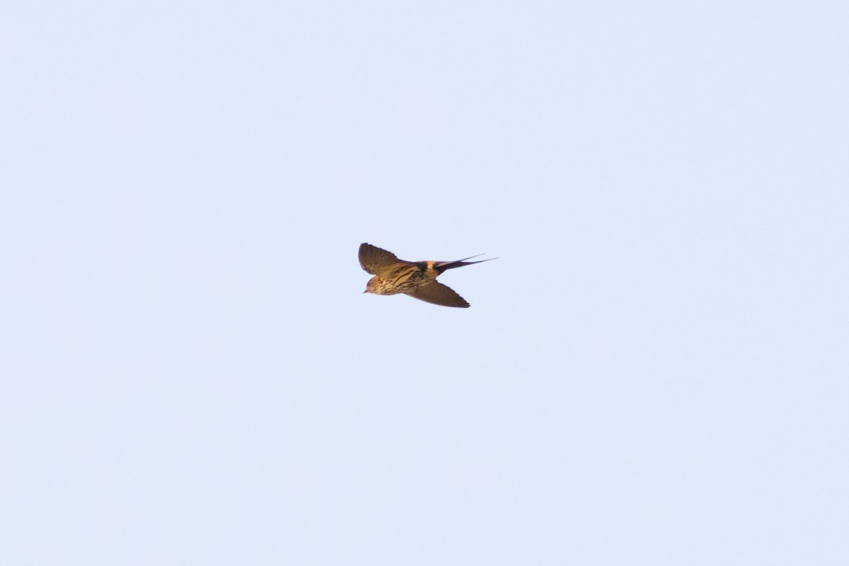 Red-rumped Swallow (Red-rumped) - ML615531316