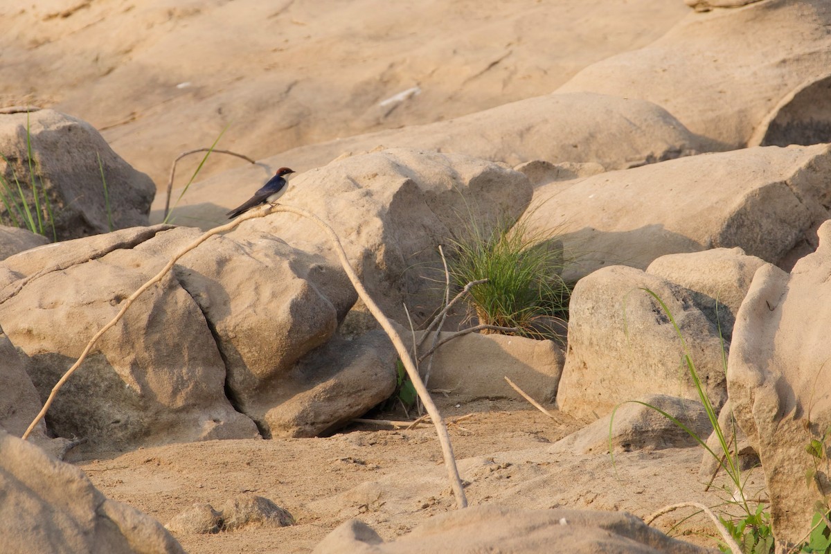 Wire-tailed Swallow - ML615531317