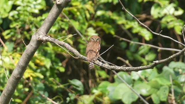 Asian Barred Owlet - ML615531402