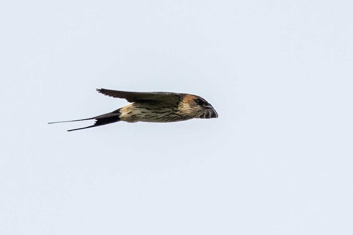 Barn Swallow - ML615531624