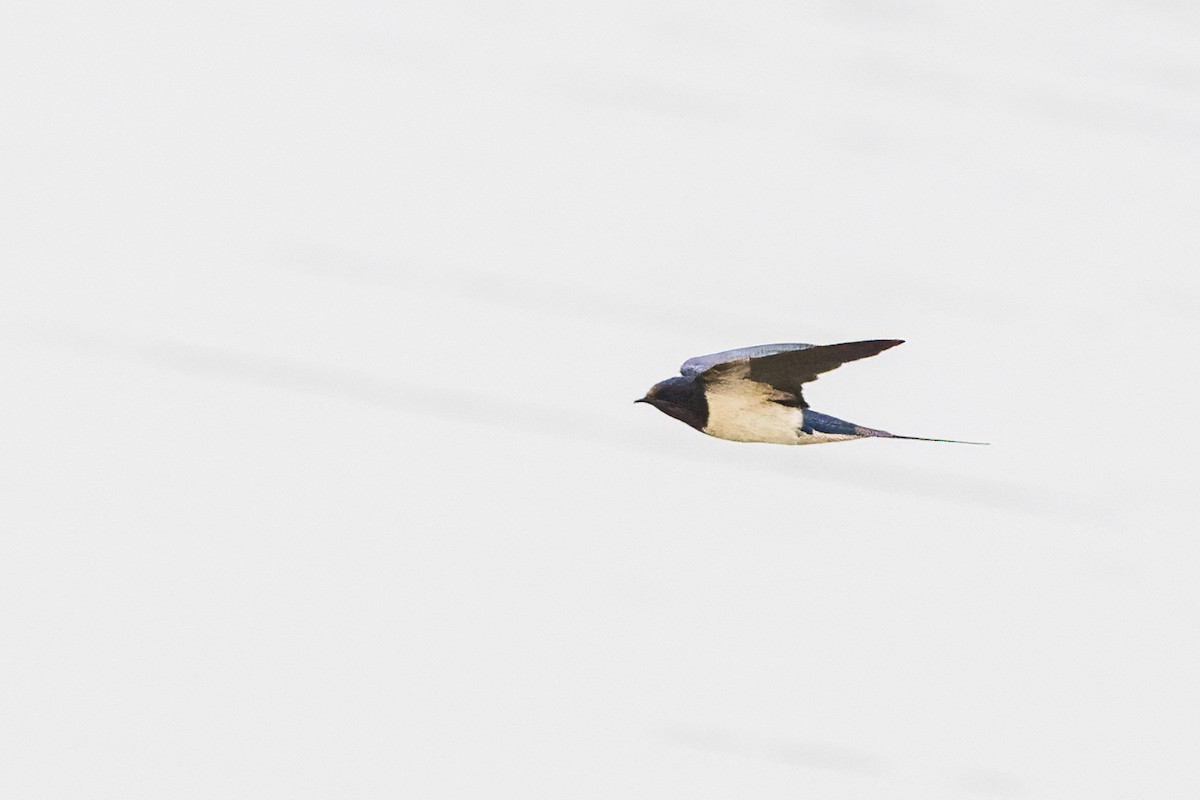 Barn Swallow - ML615531625