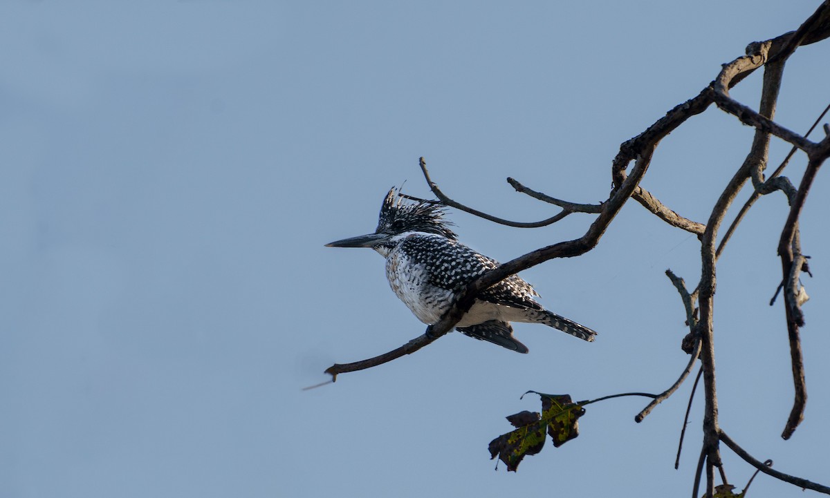 Crested Kingfisher - Patrick Mariot
