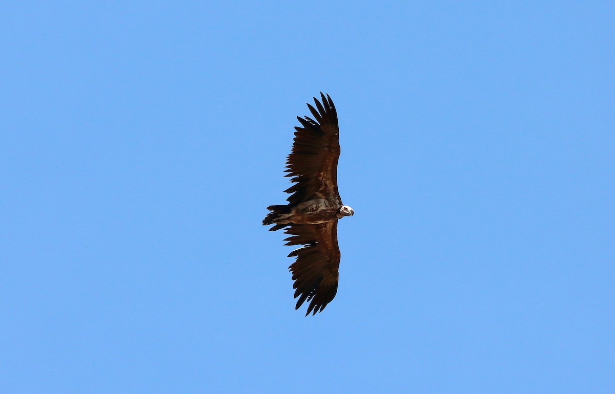 Lappet-faced Vulture - ML615531931