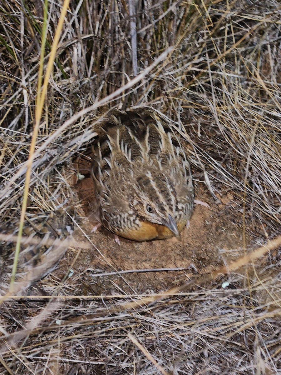 Red-chested Buttonquail - ML615532027
