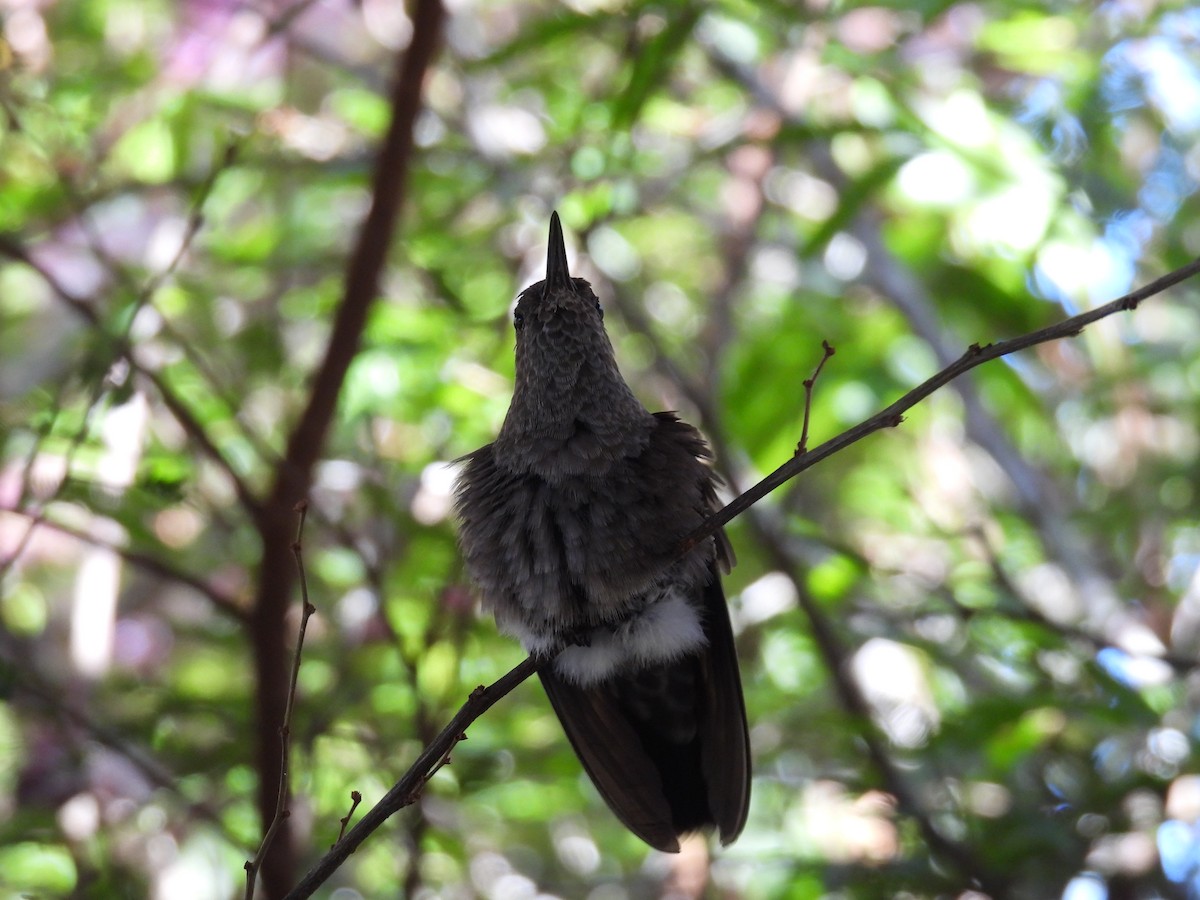 Sombre Hummingbird - ML615532040