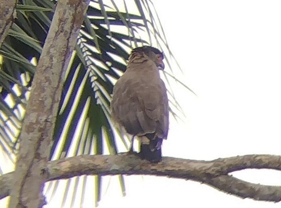 Crested Serpent-Eagle - ML615532110