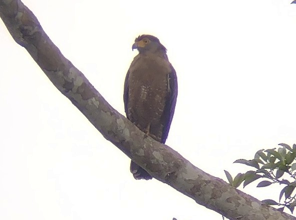 Crested Serpent-Eagle - ML615532116