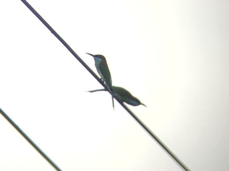 Blue-throated Bee-eater - Lars Mannzen
