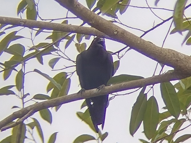 Slender-billed Crow - ML615532125