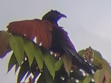 Greater Coucal - ML615532153