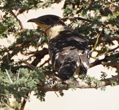 Great Spotted Cuckoo - ML615532226