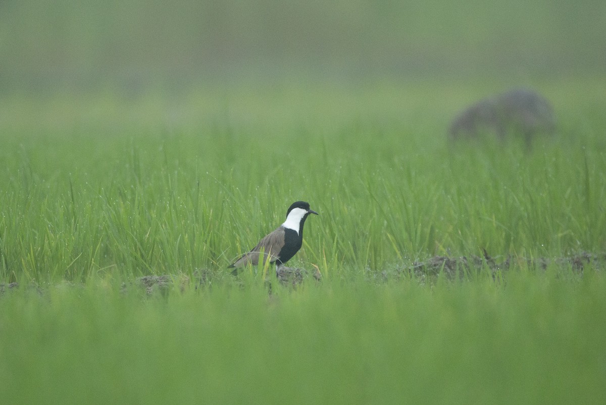 Spur-winged Lapwing - ML615532316