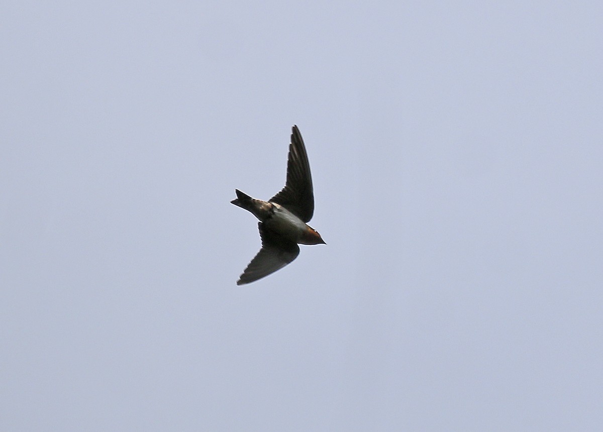 Pacific Swallow - ML615532507