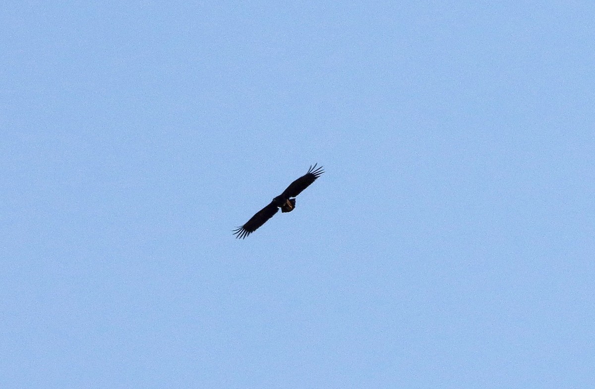 Greater Spotted Eagle - ML615532587