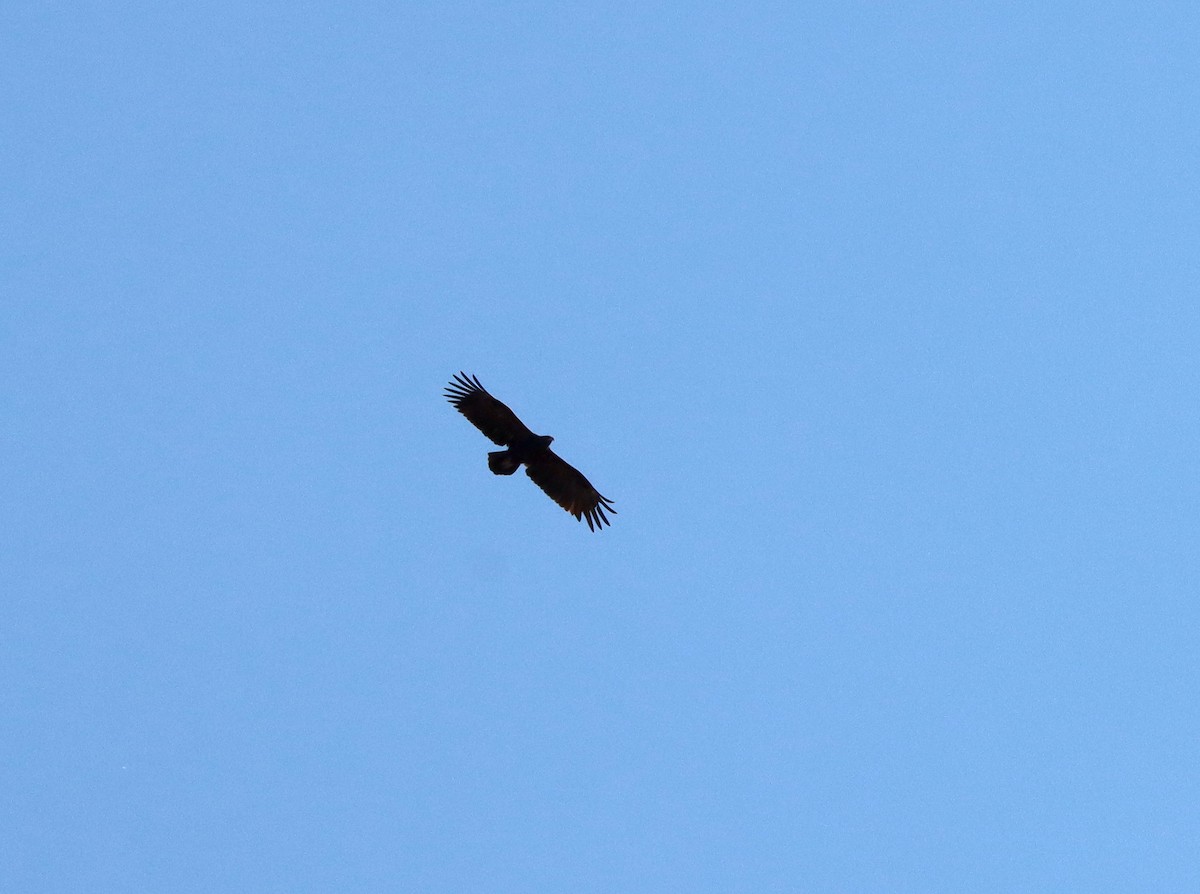 Greater Spotted Eagle - ML615532588