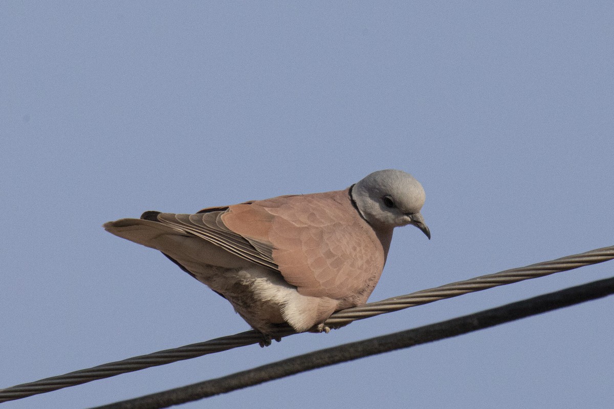 Red Collared-Dove - ML615532745