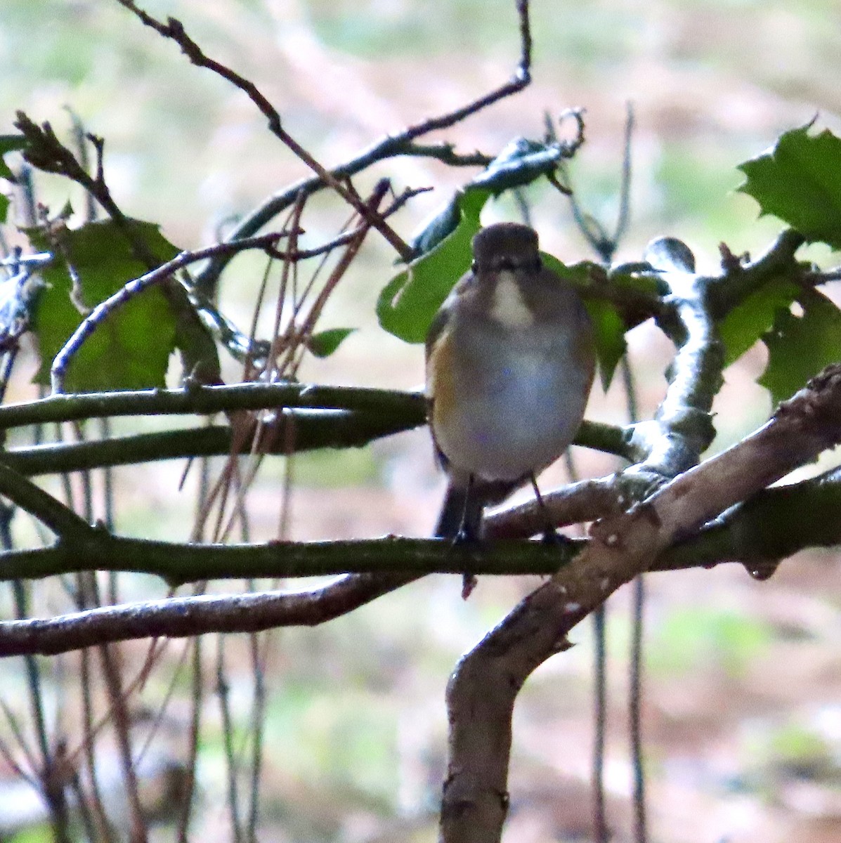 eBird Checklist - 2 Mar 2024 - stakeout Red-flanked Bluetail ...