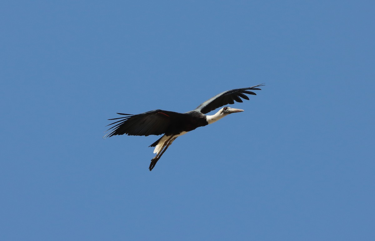 African Woolly-necked Stork - ML615532881