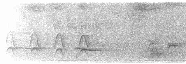 White-flanked Antwren (White-flanked) - ML615532989