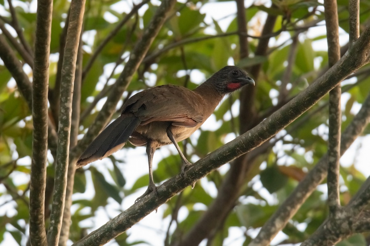 Crested Guan - ML615533120