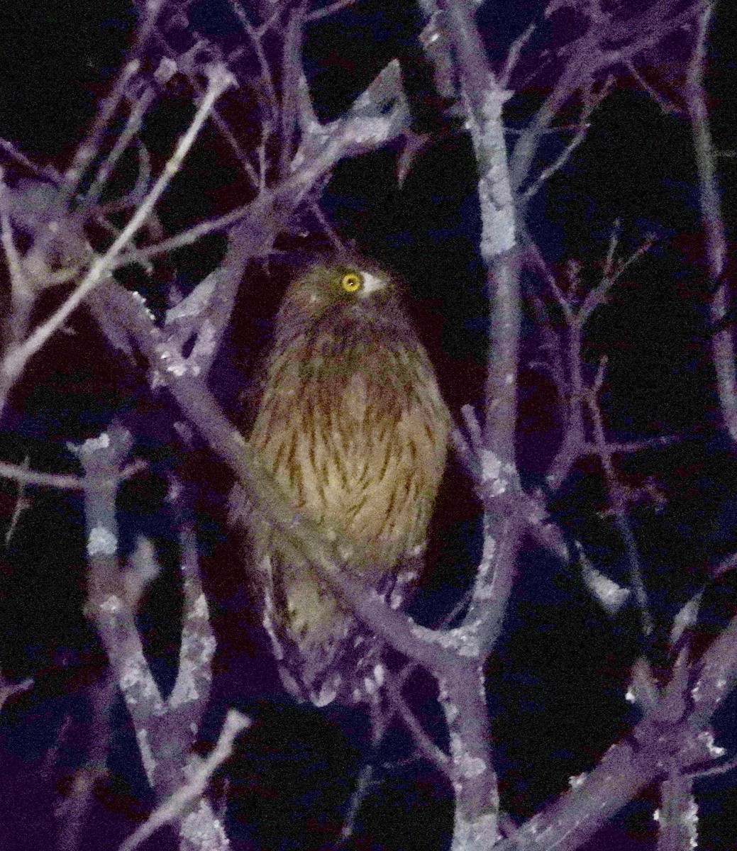 Tawny Fish-Owl - ML615533215