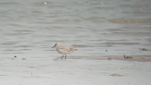 Red Knot - ML615533595