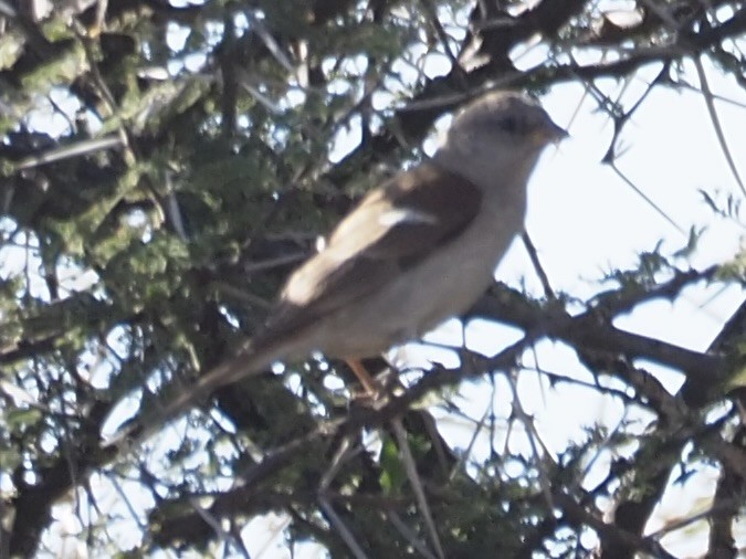Southern Gray-headed Sparrow - Kelly Siderio