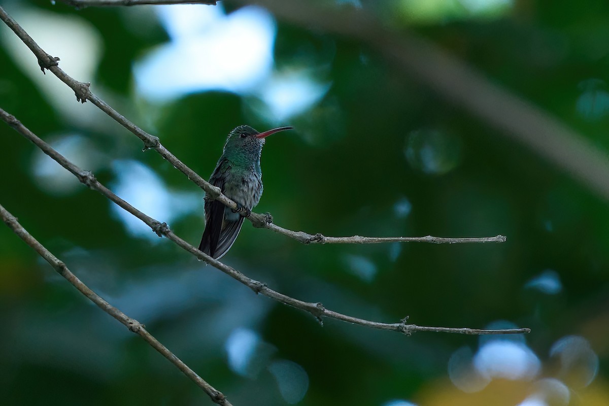 Rufous-tailed Hummingbird (Rufous-tailed) - ML615533963