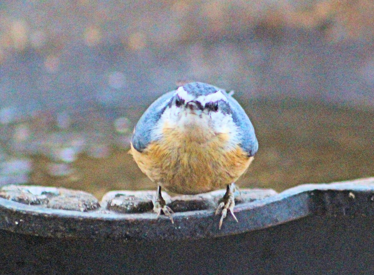 Red-breasted Nuthatch - ML615534019