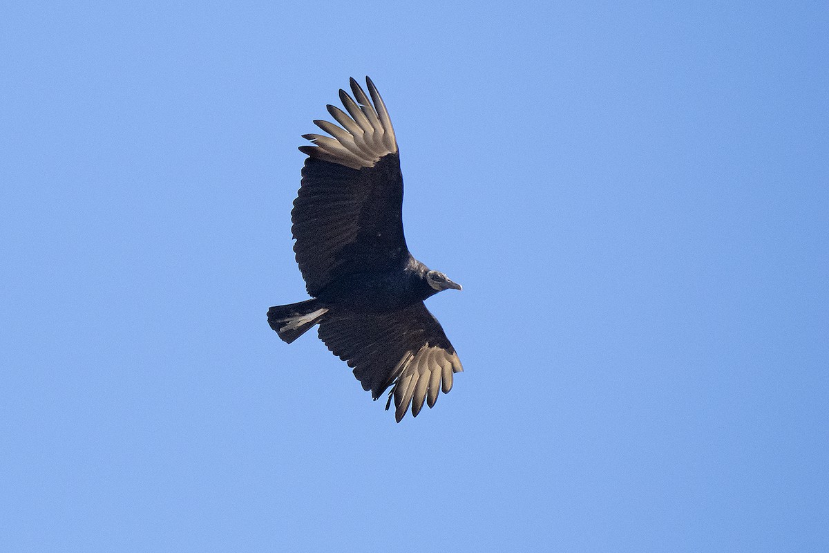 Black Vulture - ML615534110
