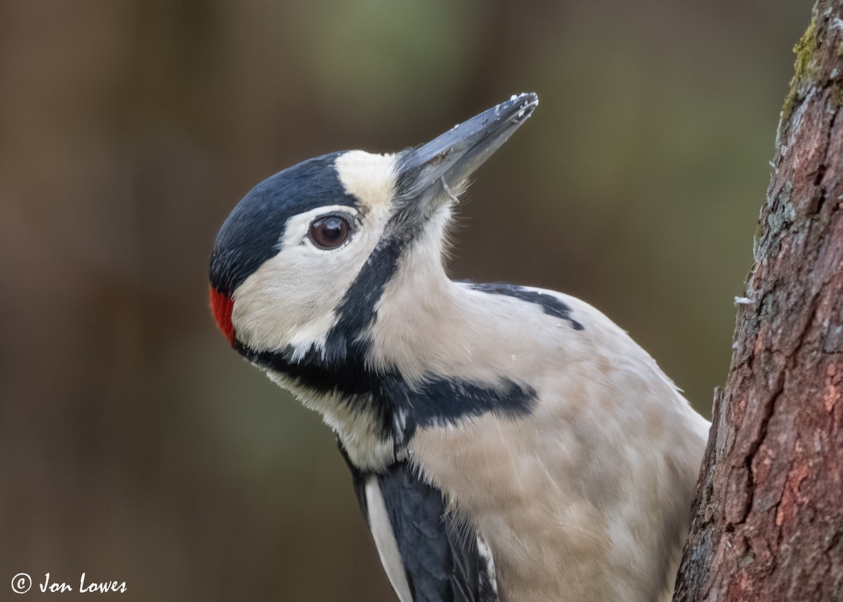 Great Spotted Woodpecker (Great Spotted) - ML615534213