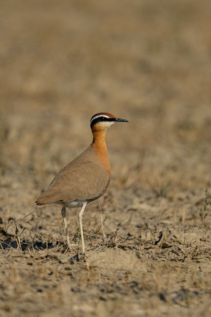 Indian Courser - ML615534223